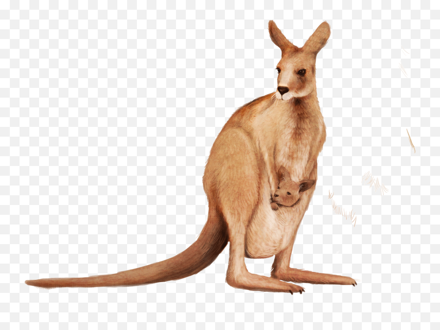 Tree Emoji,Kangaroo Clipart