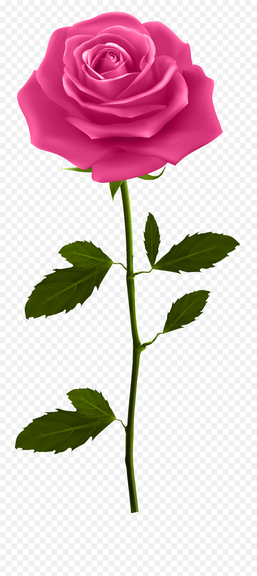 Download Red Rose Petals Png Download - Pink Rose With Stem Pink Single Rose Png Emoji,Rose Petals Png