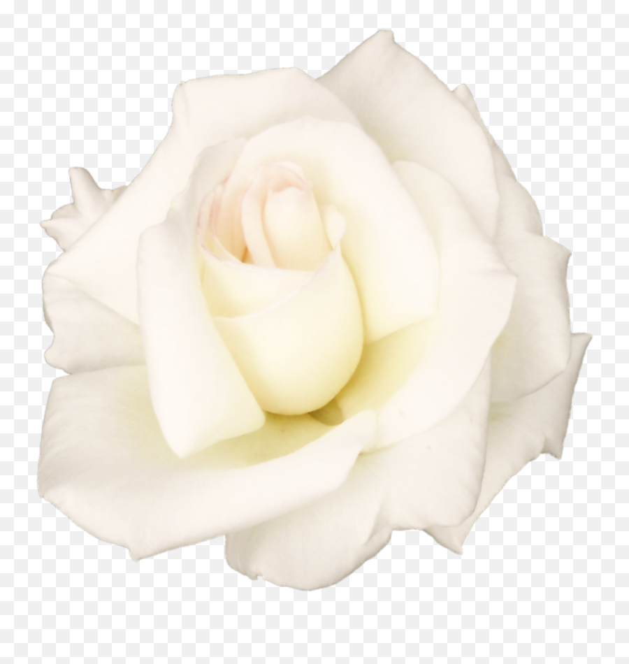 White Rose Png Transparent Image - Fresh Emoji,White Rose Png