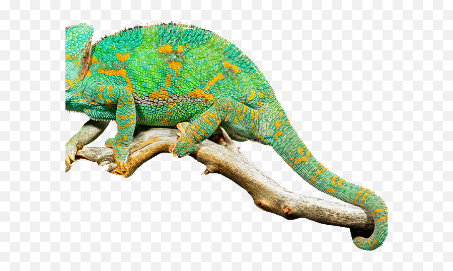 Reptile Clipart Lizzard - Does Chameleons Eat Emoji,Chameleon Clipart