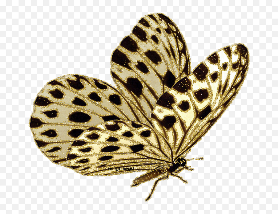 Butterfly U0026 Moth Gif Animation Borboleta - Butterfly Png Butter Fly Gif Transparent Emoji,Moth Transparent
