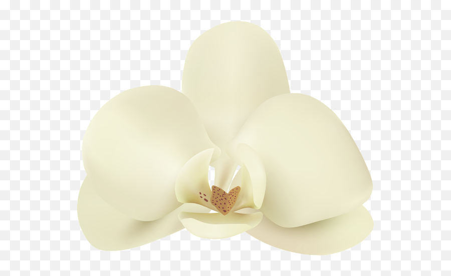 Vanilla Flower Png Clip Art Image - Moth Orchid Emoji,Vanilla Clipart