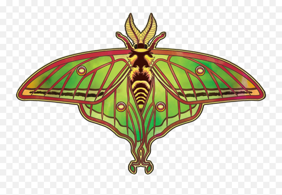 Spanish Luna Moth - Swallowtail Butterfly 1125x750 Png Emoji,Moth Png
