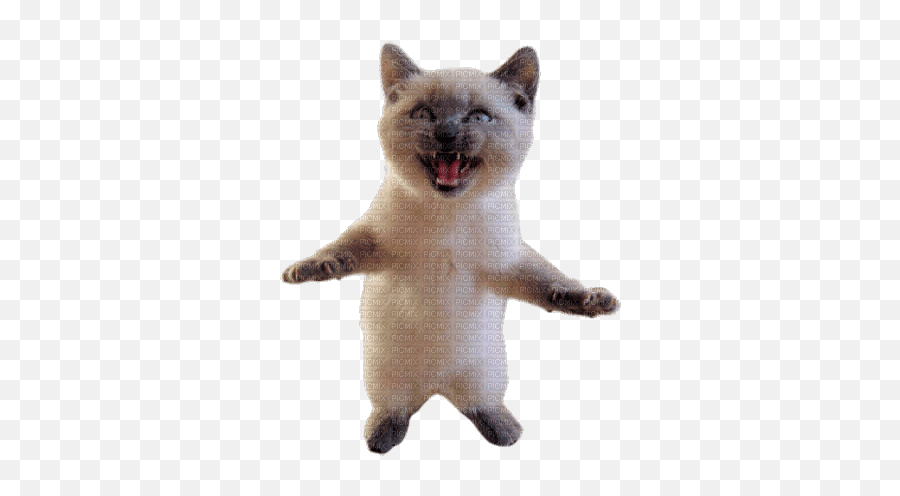Nina Cat Nina Cat Animals Funny Cute - Picmix Emoji,Dancing Cat Gif Transparent