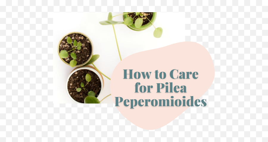 How To Care For Pilea Peperomioides - Clever Bloom Emoji,Pepe Head Transparent