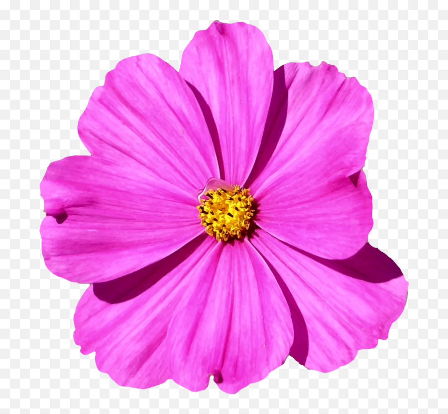 Plantflowergarden Cosmos Png Clipart - Royalty Free Svg Png Emoji,Flower Garden Clipart