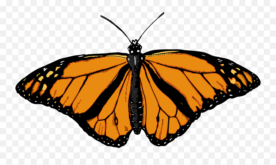 Butterfly Png Image - Butterfly Png Emoji,Butterfly Png