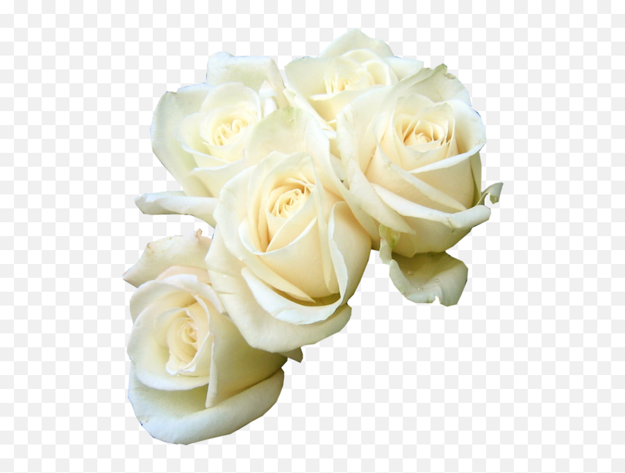 Rose Flower Bouquet White Clip Art - Fondo Transparente Rosas Blancas Png Emoji,White Rose Png
