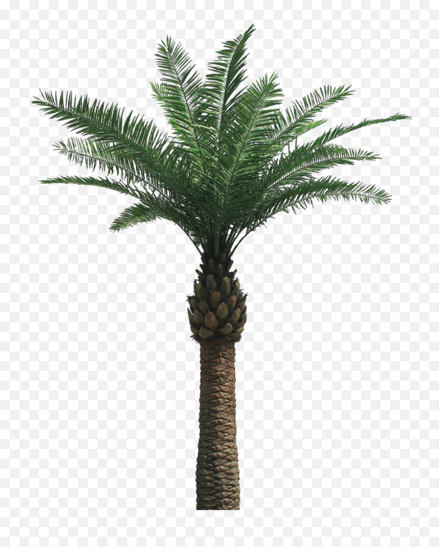 Tropical Palm Tree Png Clipart Background Png Play Emoji,Tropical Clipart