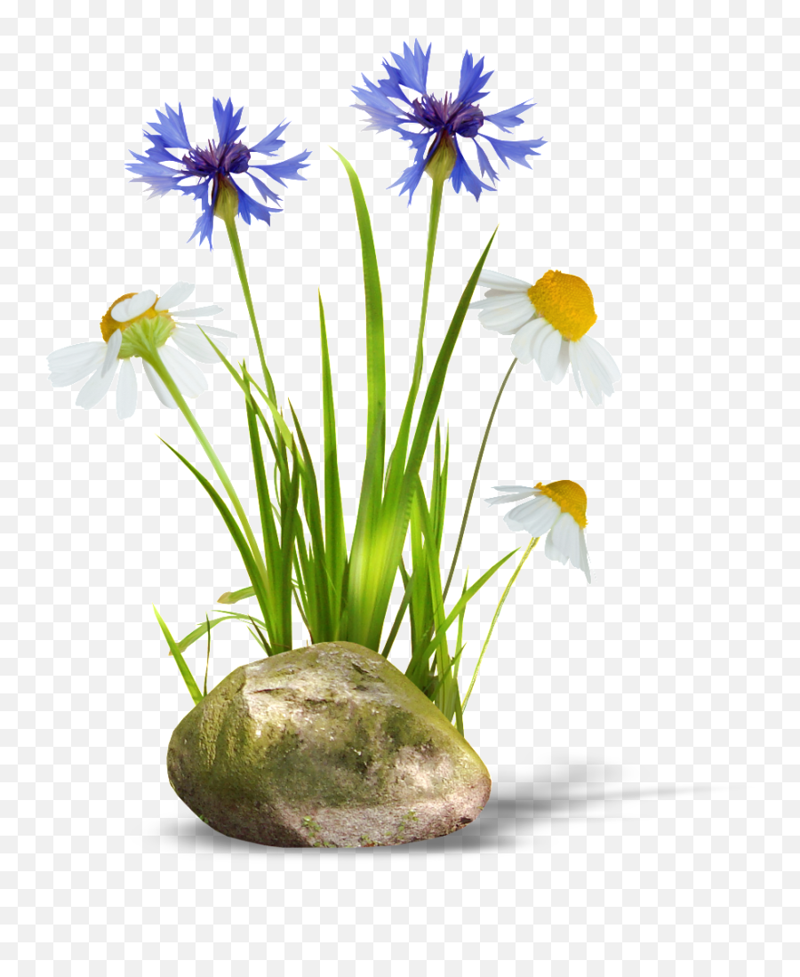 Download Hd Transparent Background Of Orchids And Daisies - Png Transparent Background Grass Grass Png Emoji,Grass Transparent Background