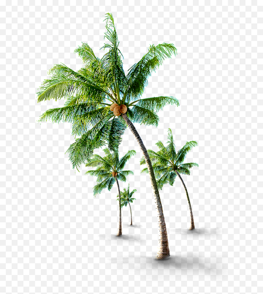 Beach Coconut Tree Png - Palm Tropical Tree Png Emoji,Trees Png