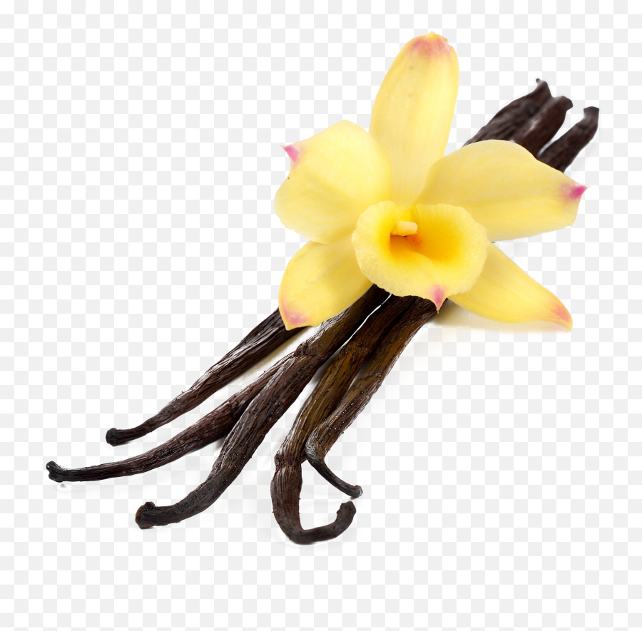 Transparent Vanilla Flower Png Clipart - Transparent Background Vanilla Png Emoji,Vanilla Clipart