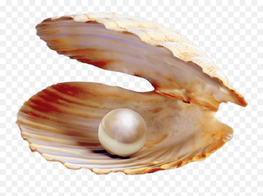 Seashells Clipart Oyster Shell Picture 2395922 - Png Open Seashell Transparent Background Emoji,Seashell Clipart