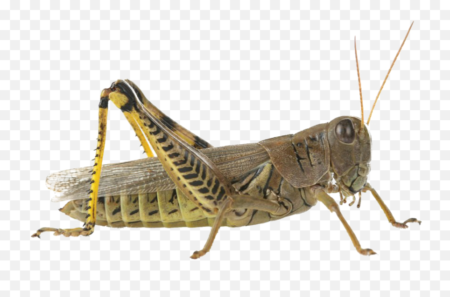 Grasshopper Png Transparent Images Png All - Grasshopper Png Free Emoji,Grasshopper Clipart