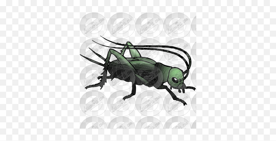 Cricket Picture For Classroom Therapy - Parasitism Emoji,Cricket Clipart