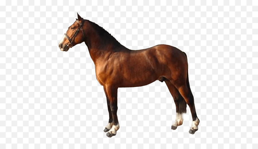 Brown Race Horse Transparent Image Free Png Images - Animal Figure Emoji,Horse Transparent