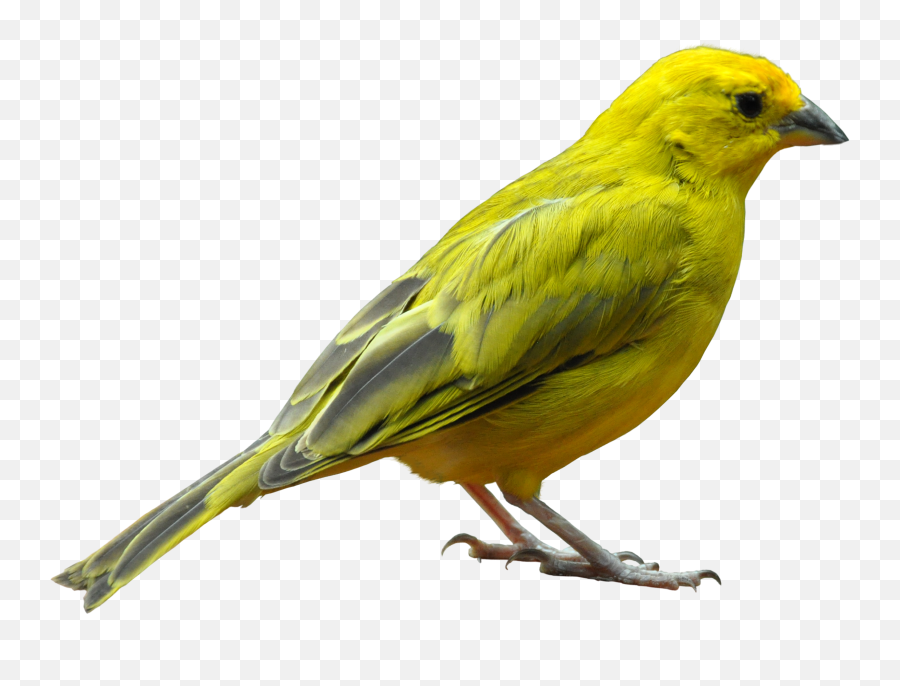 Yellow Bird Standing - Bird Standing Png Emoji,Bird Png