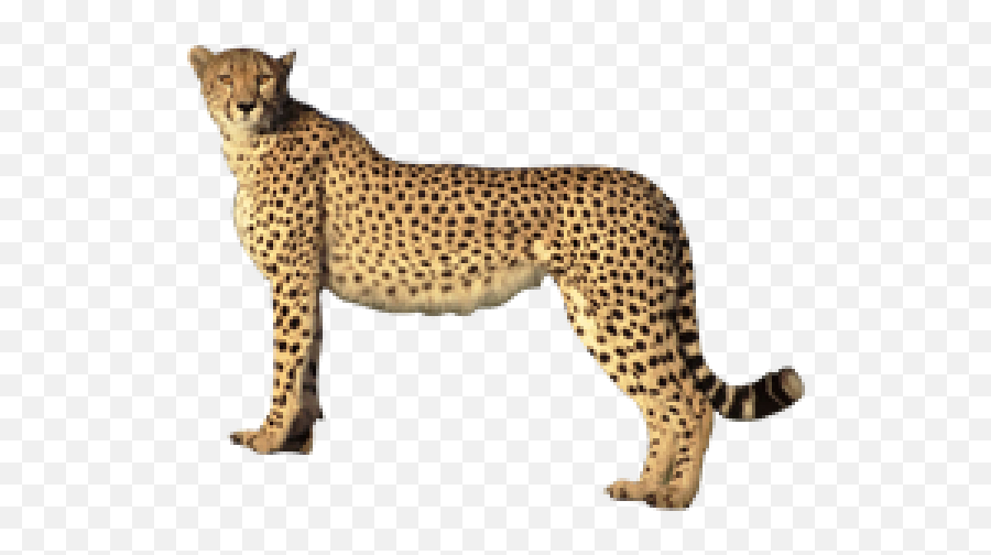 Cheetah For Logo Png Png Images Download Cheetah For - Transparent Cheetah Png Emoji,Cheetah Logo