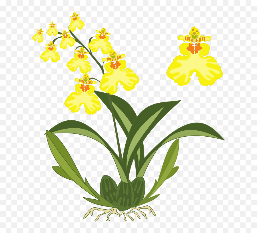 Orchid Clipart Png Free Image Download - Orchids Clip Art Emoji,Orchid Clipart