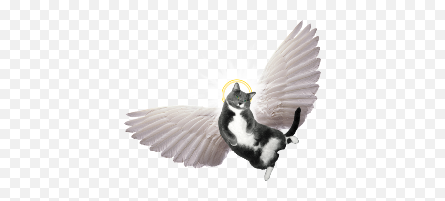 Image Cat Angel Angel Clip Art Christartcom - Winged Cat Transparent Background Emoji,Cat Tail Clipart