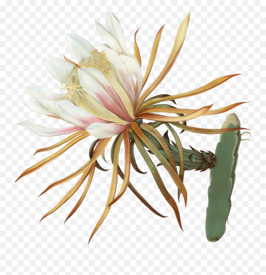 Cactus Flower Sticker Edit Copy - Hotel Full Size Png Selenicereus Anthonyanus Emoji,Cactus Flower Clipart