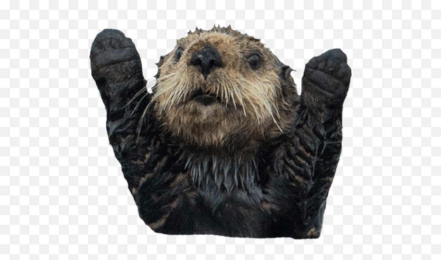 Otter Png Transparent Images Emoji,Otter Clipart