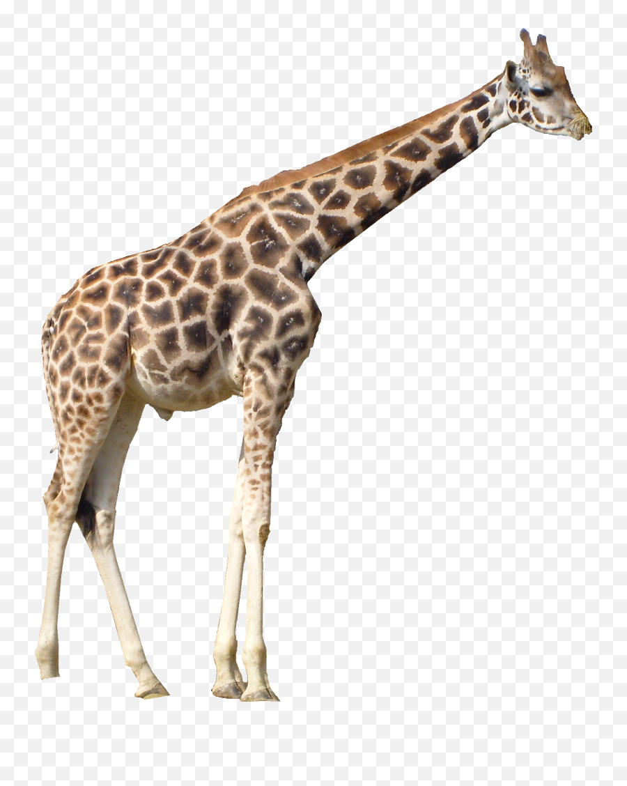 Giraffe Png - Giraffe Transparent Png Emoji,Giraffe Clipart