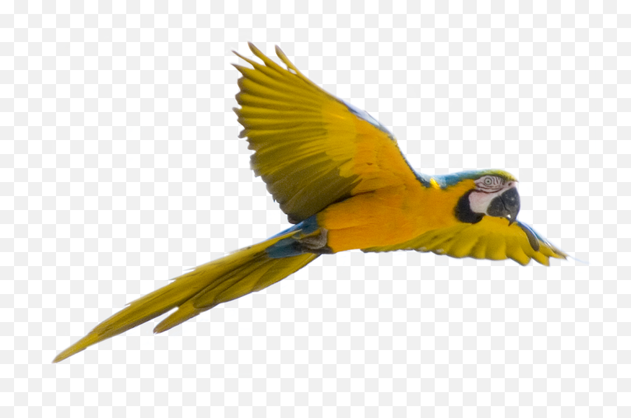 Flying Bird Transparent Background - Flying Bird Transparent Background Emoji,Bird Transparent