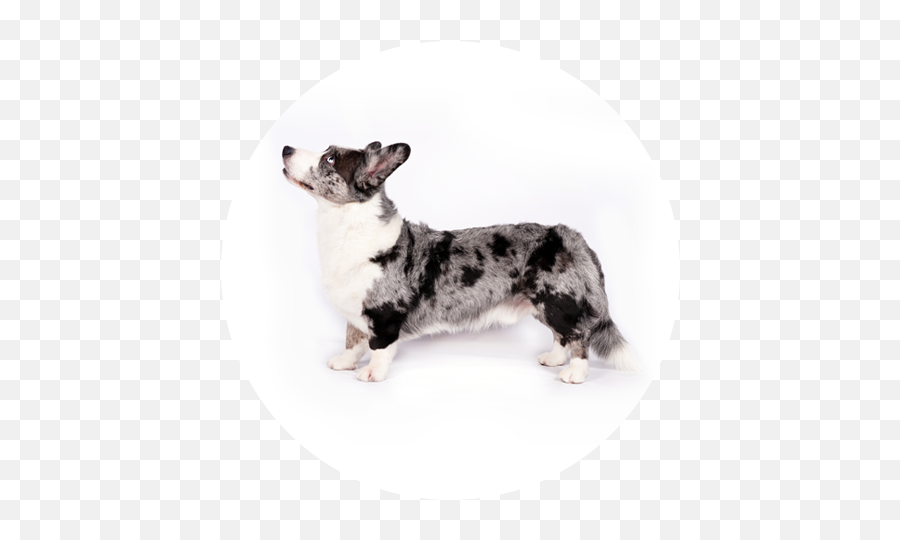 Cardigan Welsh Corgi Puppies Corgi - Vulnerable Native Breeds Emoji,Corgi Transparent