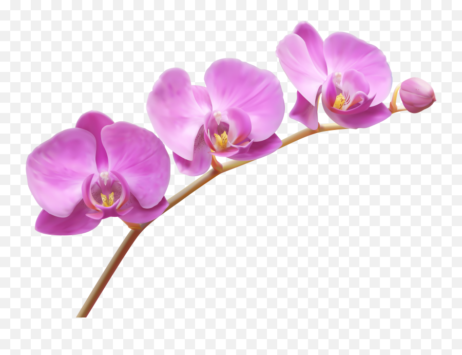 Pink Orchid Cliparts Png Images - Transparent Background Orchid Flower Clipart Emoji,Orchid Clipart