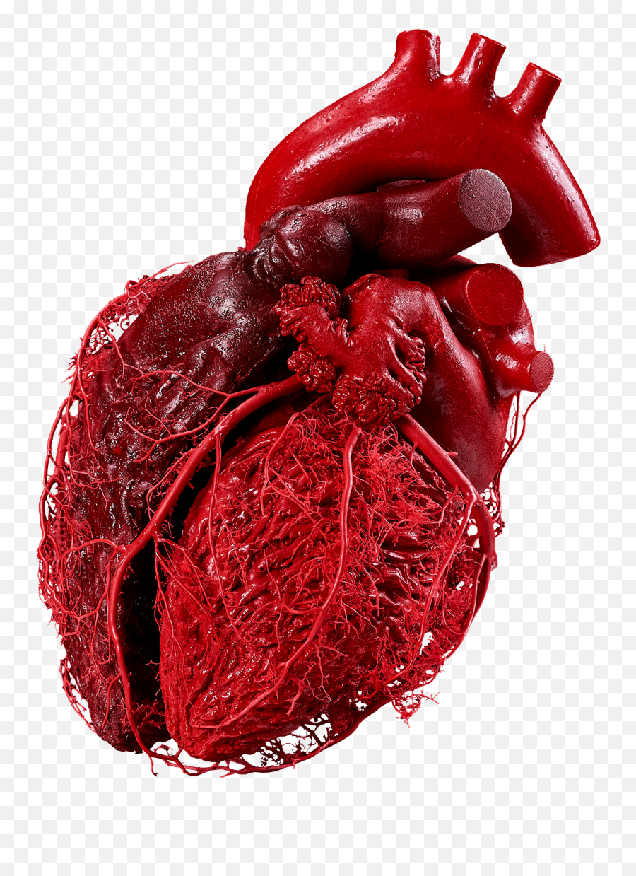Plastinarium Home Emoji,Human Heart Transparent Background