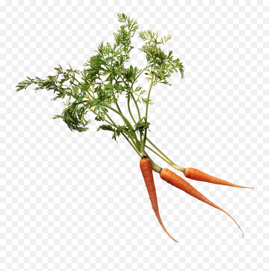 Carrot Png Image - Wild Carrot Png Emoji,Carrot Png