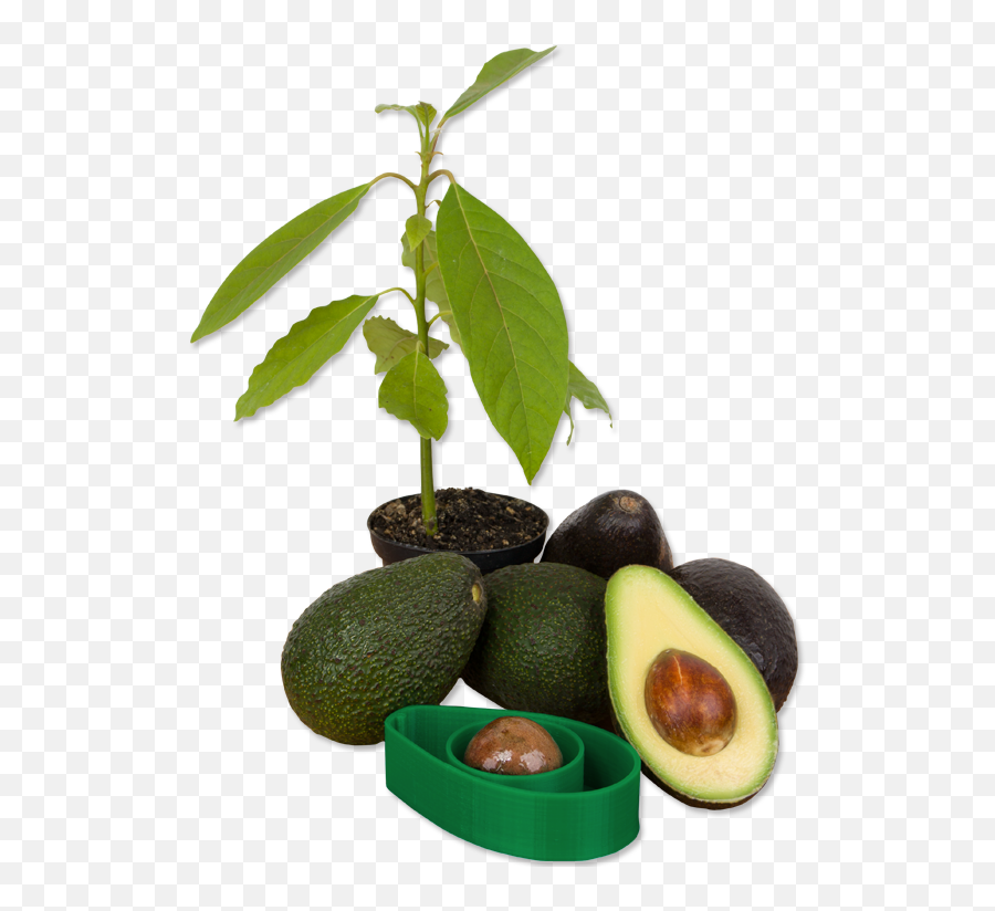 Avocados Png - Avocado Growing Process Seed 1646490 Vippng Avacado Seed Growing Png Emoji,Avocado Transparent Background