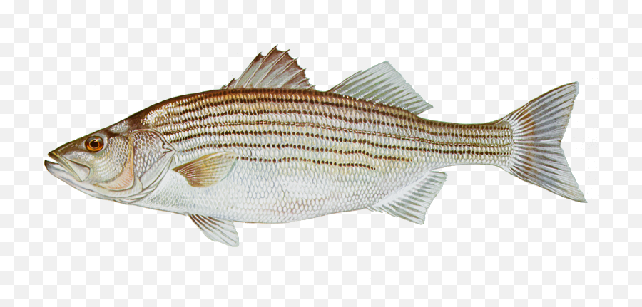 Fishing For Striped Bass - Striped Bass Fish Emoji,Bass Fish Png