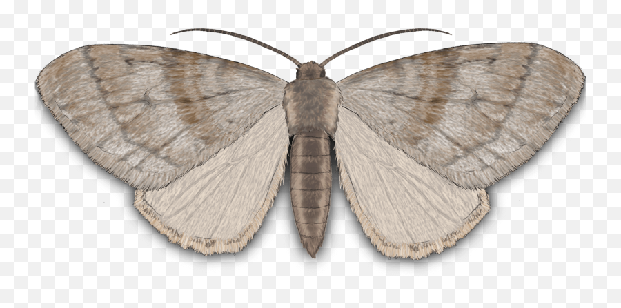 Aliens And Body Snatchers - Umaine Today Feature Stories Little Brown Moth Maine Emoji,Moth Png