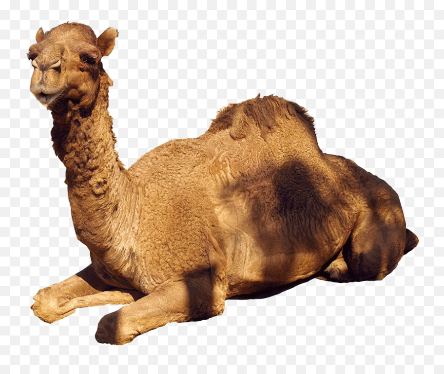Camel Png Images Transparent Background Png Play Emoji,Camel Transparent Background