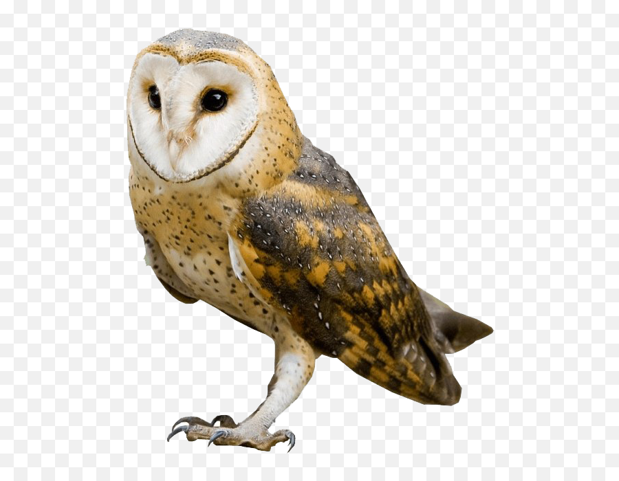 Barn Owl Transparent - Barn Owl Transparent Background Emoji,Owl Png