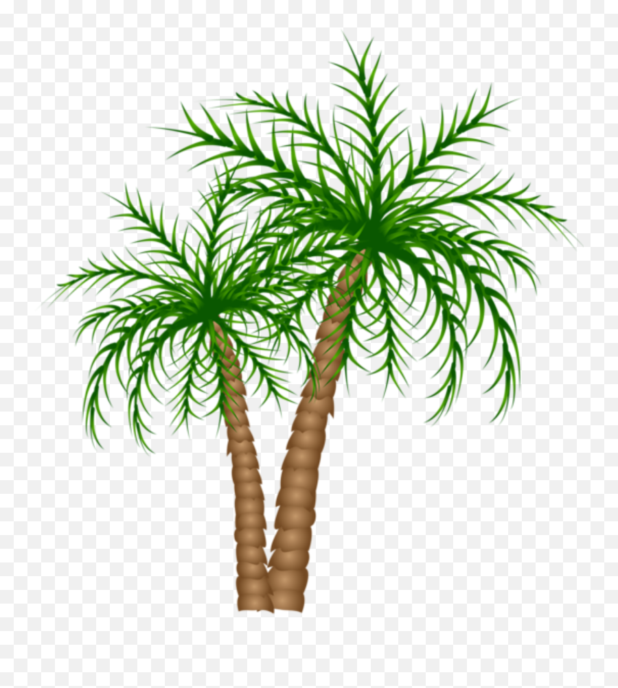 Palm Tree Png Palm Trees Picture Tree Tree Branches - Date Tree Clipart Png Emoji,Trees Png
