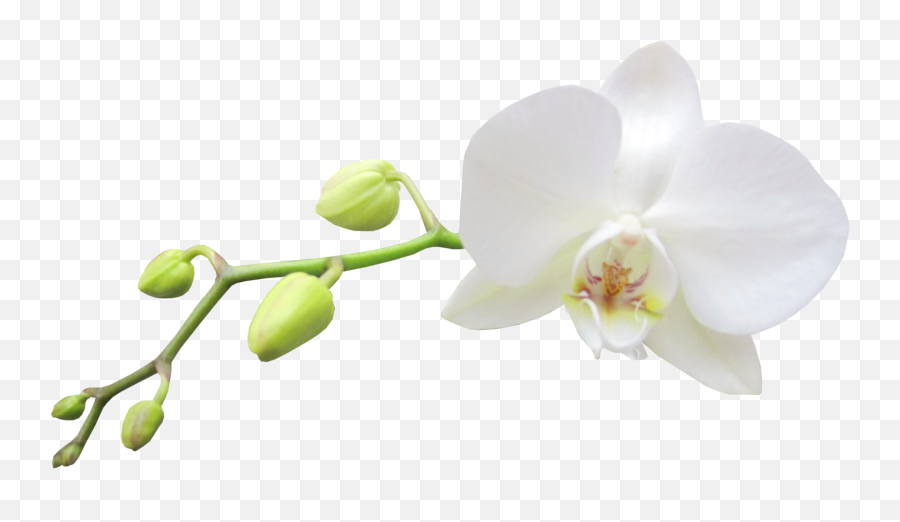 Orchid Png - White Orchid Png Emoji,Orchid Clipart