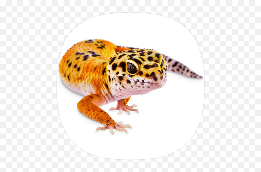 Updated Gecko Sounds App Not Working Down White Emoji,Leopard Gecko Png