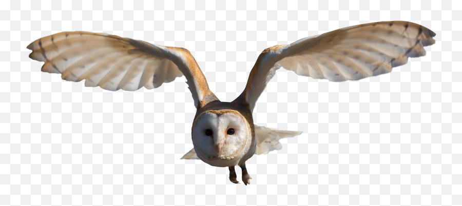 Barn Owl Png Image - Barn Owl Png Emoji,Owl Png
