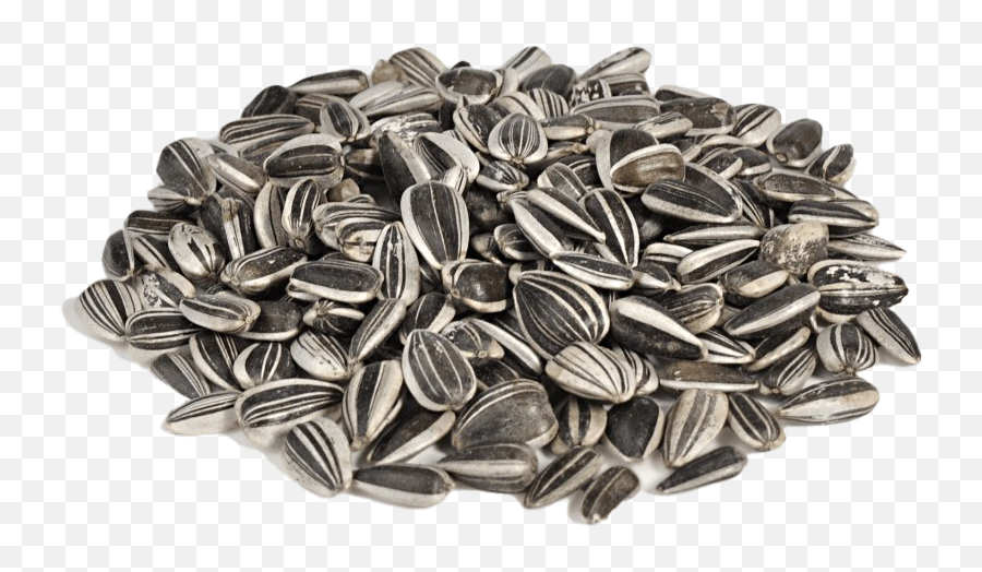 Black Sunflower Seeds Png Clipart Background Png Play - Transparent Background Sunflower Seeds Png Emoji,Seed Clipart