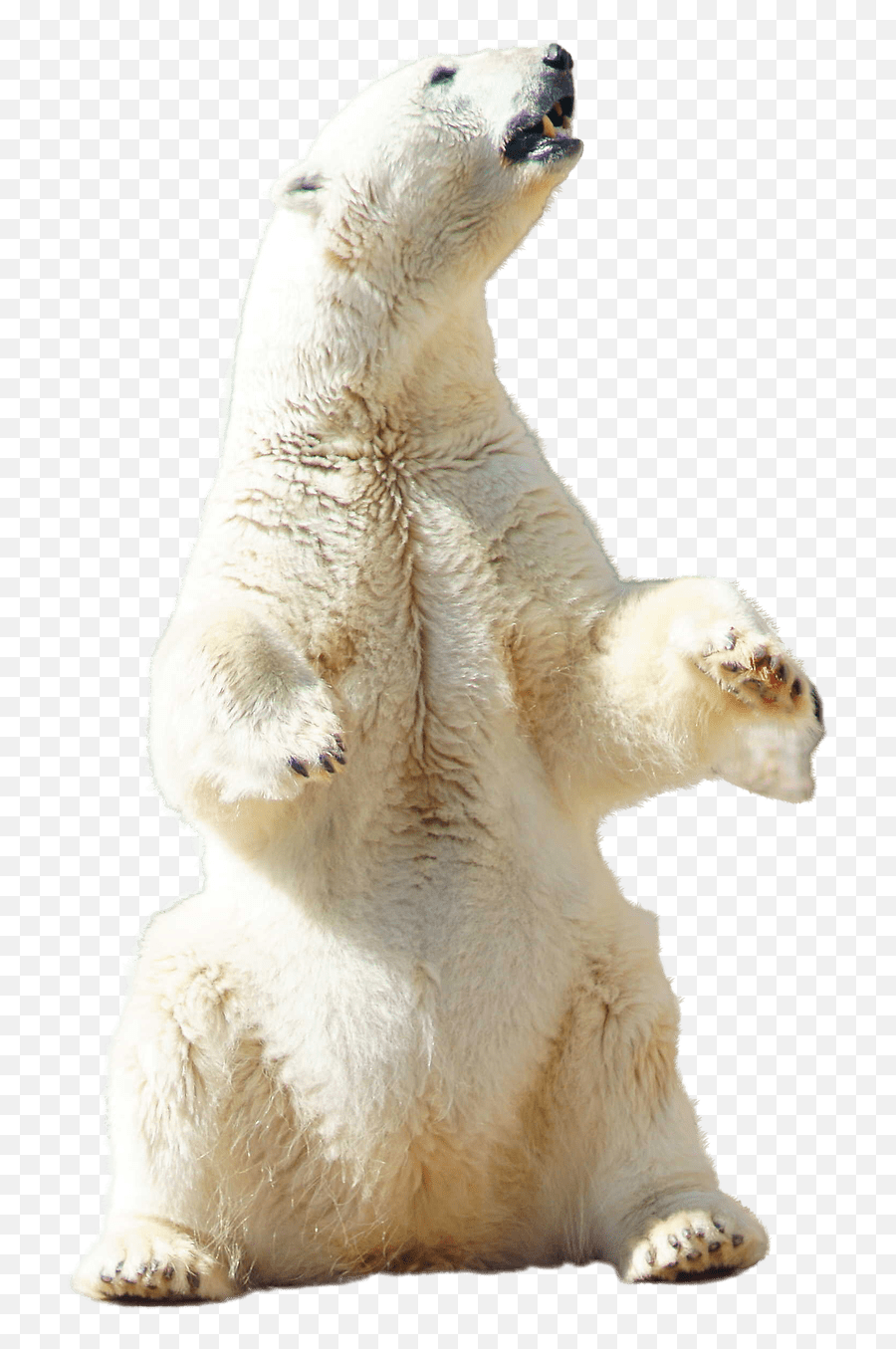 Polar Bear Sitting Transparent Png - Polar Bear Sitting Png Emoji,Polar Bear Png