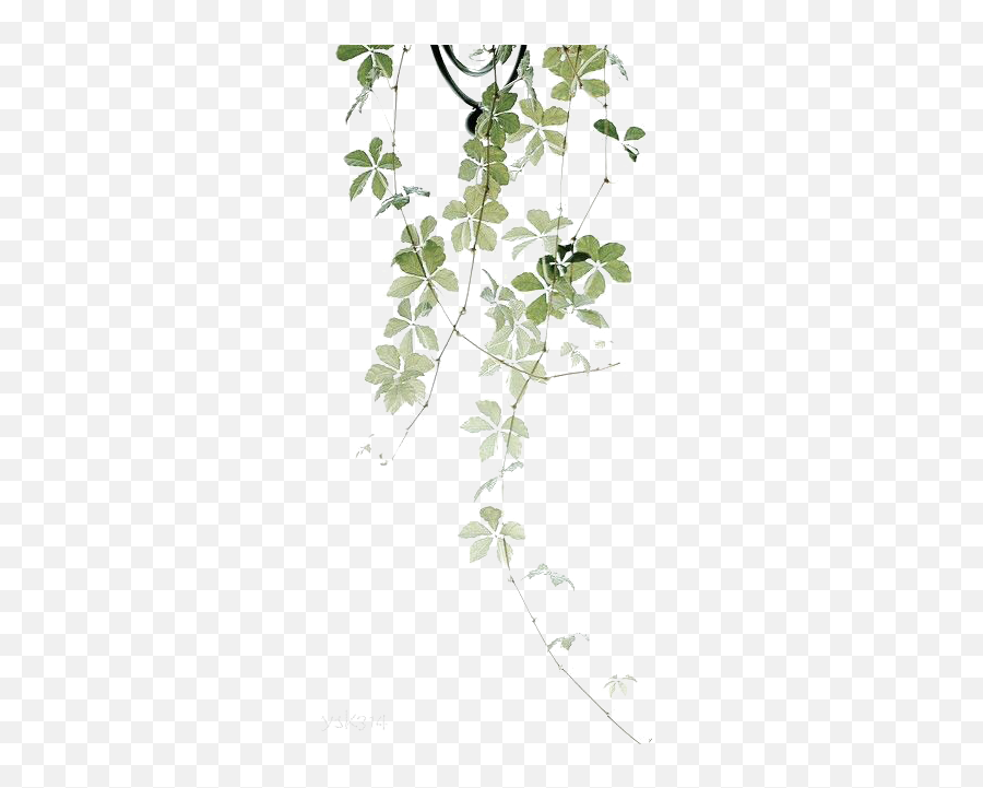 Download Plant Flower Garden Leaves - Plant Leaves Drawing Png Emoji,Drawing Png