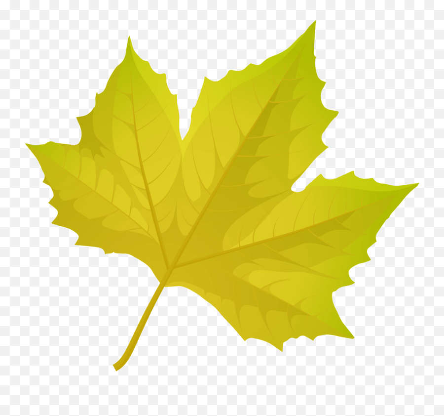 London Plane Tree Autumn Leaf Clipart Free Download - Sugar Maple Emoji,Maple Leaf Clipart Black And White