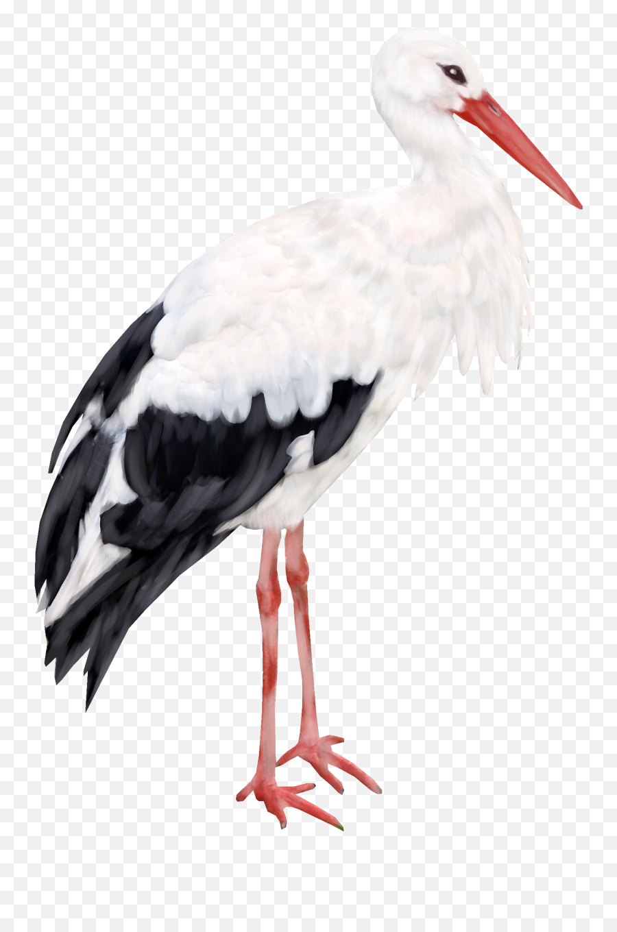 Stork Png Download Image Emoji,Stork Png