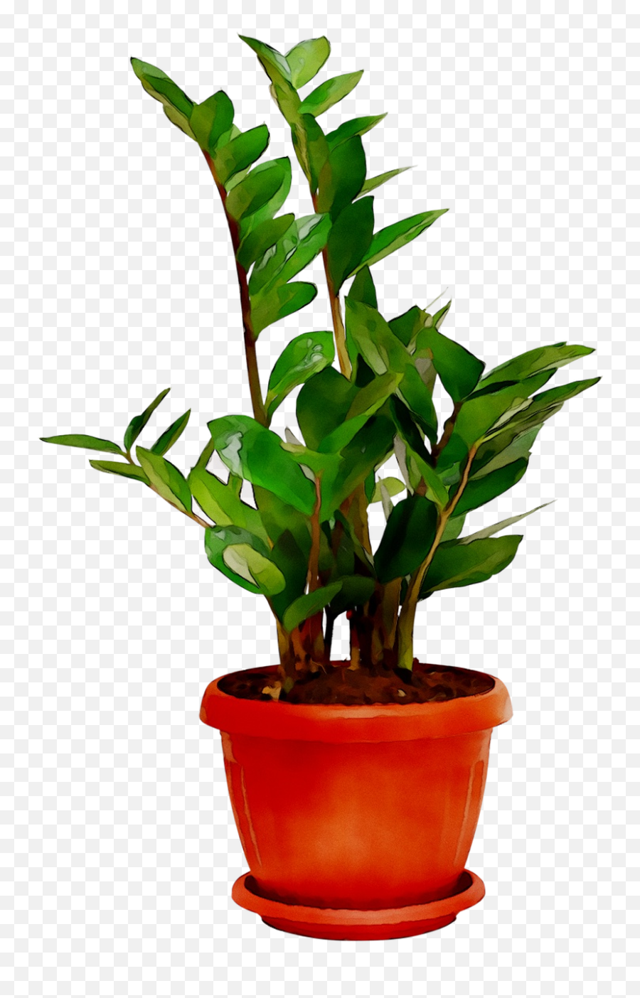 Download Plants Houseplant Room Sala Free Frame Clipart Png Emoji,Free Frame Clipart