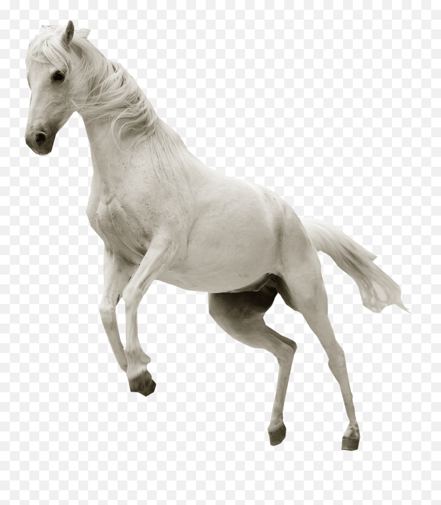 White Horse Jumping Png Image - Jumping White Horse Png Emoji,Horse Transparent