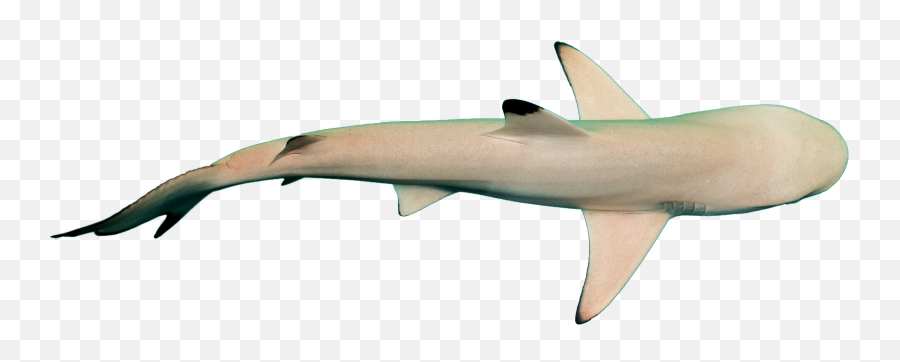 Shark Transparent Background Images - Requiem Sharks Emoji,Shark Transparent Background