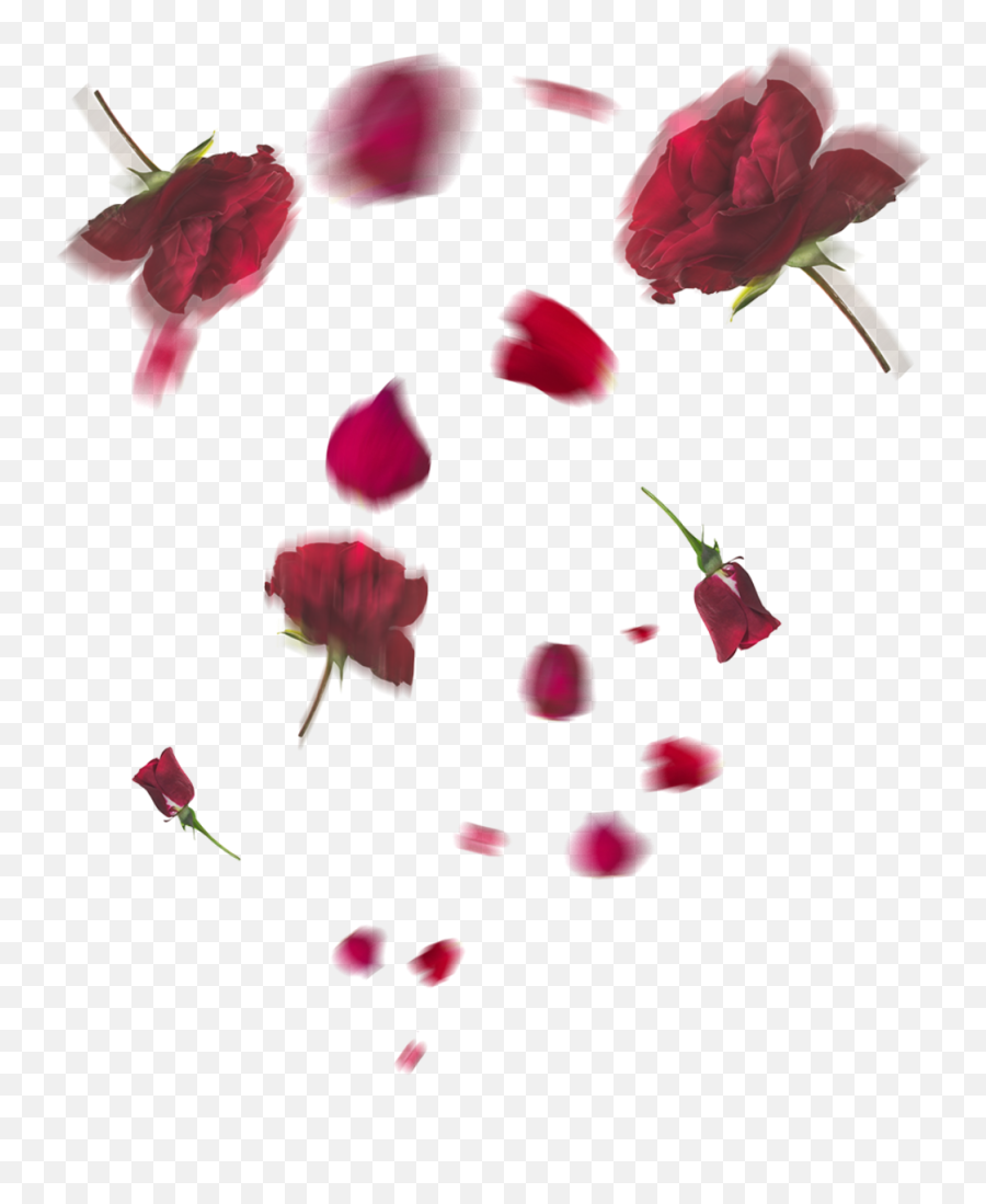 Falling Rose Petals Png Transparent Hd Photo Png Mart - Garden Roses Emoji,Rose Petals Png